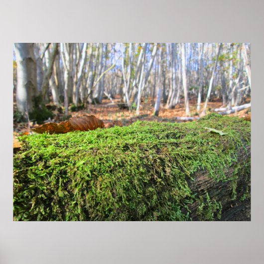 Fallen Tree in Autumn Moss  - Personalised ポスター (正面)