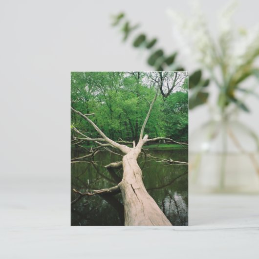 Fallen Tree Postcard ポストカード (スタンド正面)