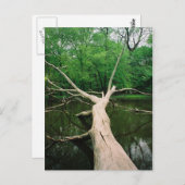 Fallen Tree Postcard ポストカード (正面/裏面)