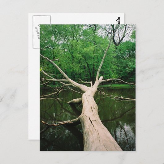 Fallen Tree Postcard ポストカード (正面/裏面)