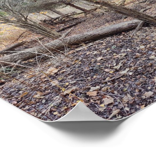 Fallen Trees ポスター (角)