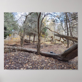 Fallen Trees ポスター