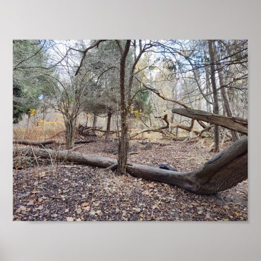 Fallen Trees ポスター (正面)