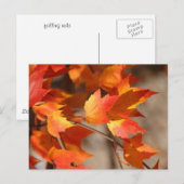 Falling Redsはがき ポストカード (正面/裏面)