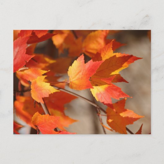 Falling Redsはがき ポストカード (正面)