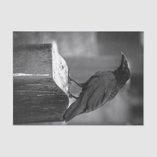 Fallnは羽を見つけました 薄葉紙 (正面)