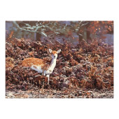 Fallow Deer in Bradgate Park フォトプリント (正面)