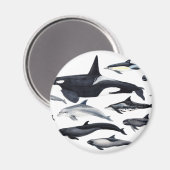 Familia de los delfines: orcas, delfines, marsopas マグネット (正面/裏面)
