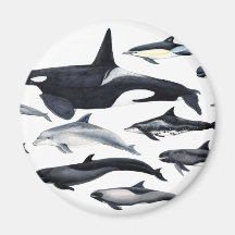 Familia de los delfines: orcas, delfines, marsopas