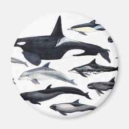 Familia de los delfines: orcas, delfines, marsopas マグネット