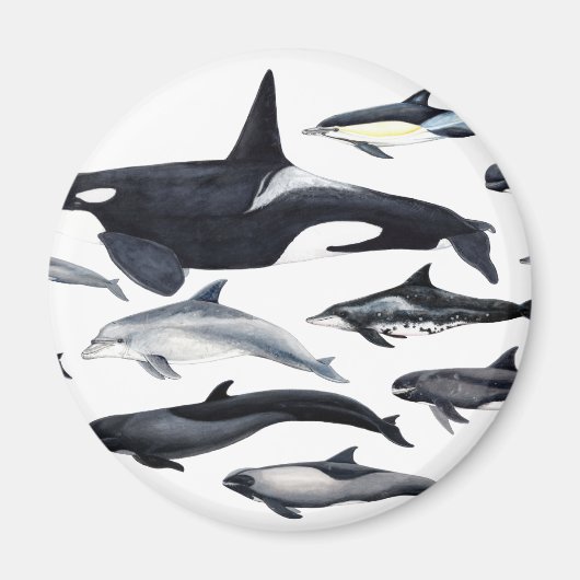 Familia de los delfines: orcas, delfines, marsopas マグネット (正面)