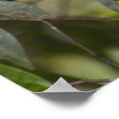 Family of Marmoset Monkeys ポスター (角)