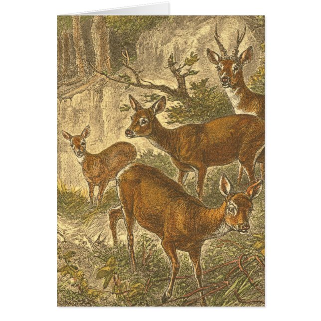 Family of Roe - Deers in a Forest (正面)