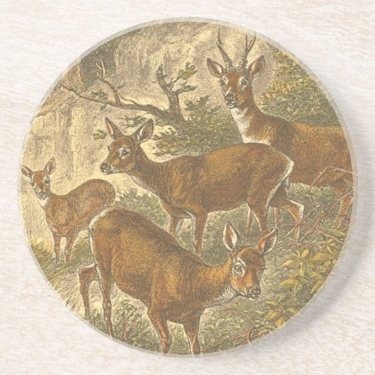 Family of Roe - Deers in a Forest コースター (正面)