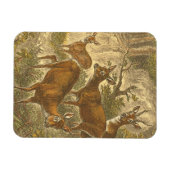Family of Roe - Deers in a Forest マグネット (横)