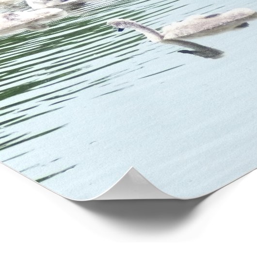 Family Of Swans ポスター (角)