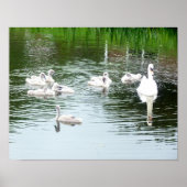 Family Of Swans ポスター (正面)