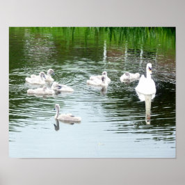 Family Of Swans ポスター