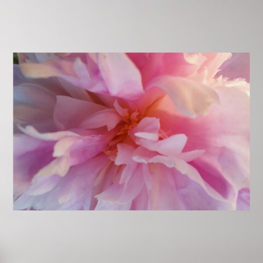 Fanciful Peachy-Pink Peony:大型フォーマットプリント ポスター (正面)