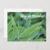 Fargesia murielae庭師ギフト用の竹植物 シーズンポストカード (正面/裏面)