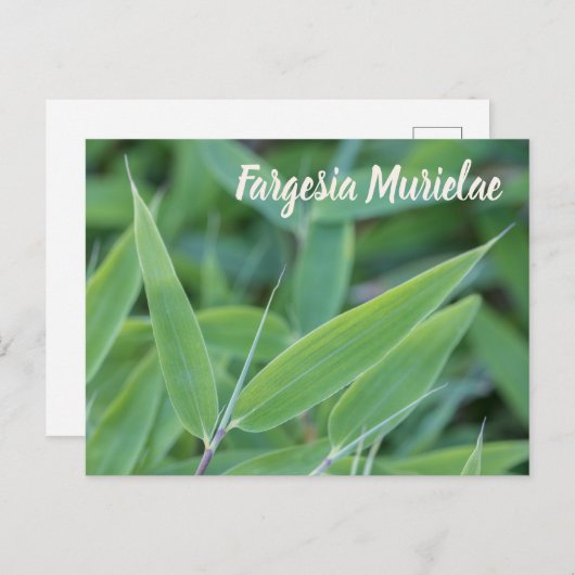 Fargesia murielae庭師ギフト用の竹植物 シーズンポストカード (正面/裏面)