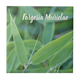 Fargesia murielae庭師ギフト用の竹植物 タイル