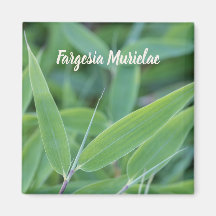 Fargesia murielae庭師ギフト用の竹植物