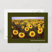 Fargo North Dakotaのはがき/ひまわり。 ポストカード (正面/裏面)