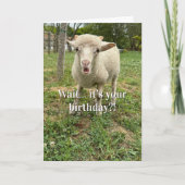 Farm Animal Sheep Cute Barnyard Funny Birthday  カード (正面)