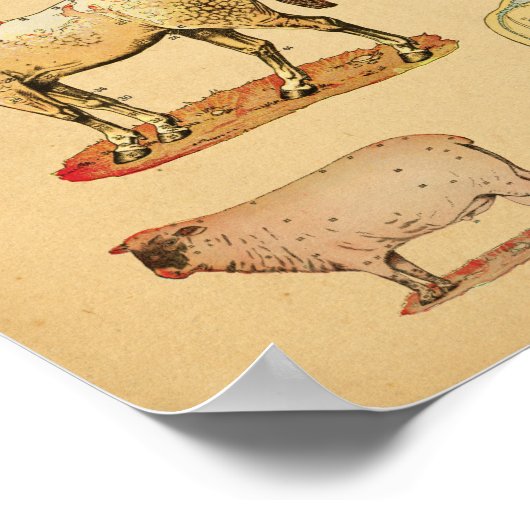 Farm Animals Anatomy Atlas ポスター (角)