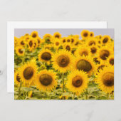 Farms | A Sunflower Field サンキューカード (正面/裏面)