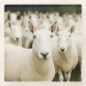 Farms | Herd of Sheep ガラスコースター (正面)
