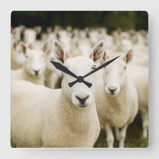 Farms | Herd of Sheep スクエア壁時計 (正面)