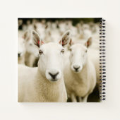 Farms | Herd of Sheep ノートブック (裏面)