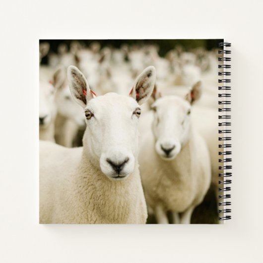 Farms | Herd of Sheep ノートブック (裏面)