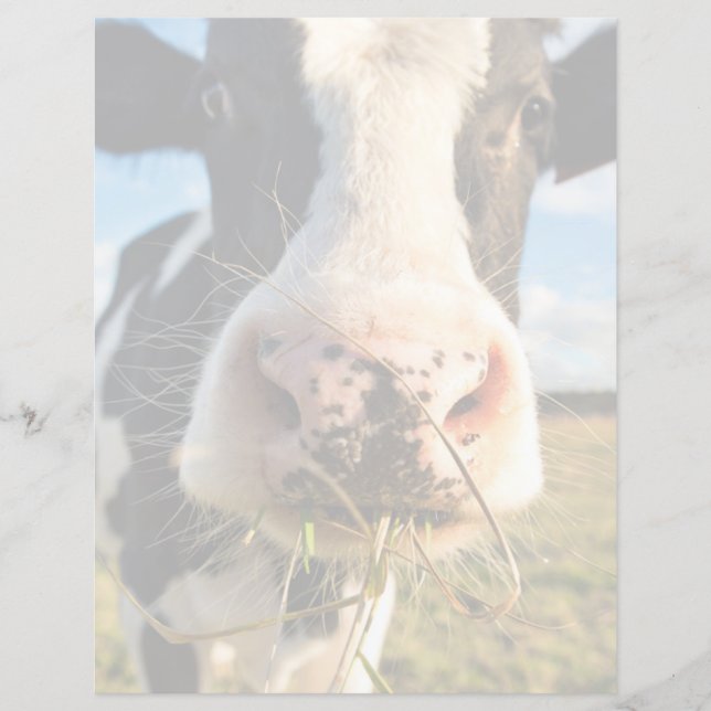 Farms | Holstein Cow Chewing (正面)