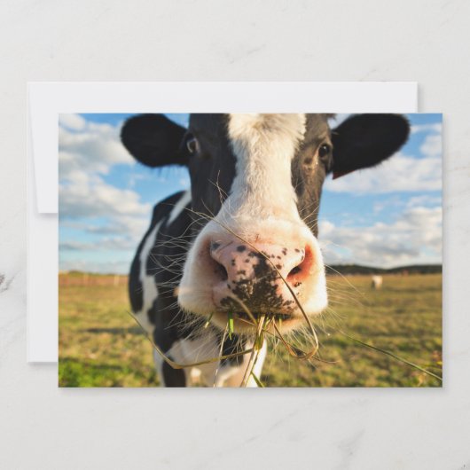 Farms | Holstein Cow Chewing サンキューカード (正面)