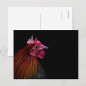Farms | Rooster Head Shot ポストカード (正面/裏面)