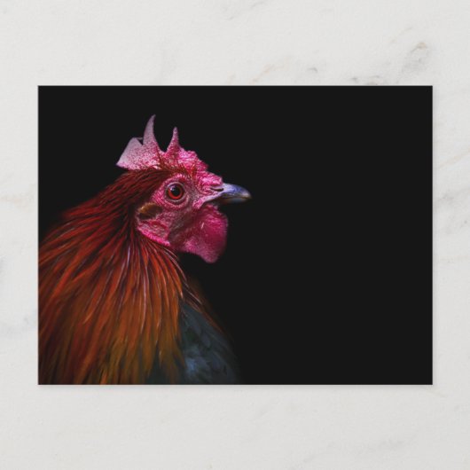 Farms | Rooster Head Shot ポストカード (正面)