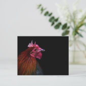 Farms | Rooster Head Shot ポストカード (スタンド正面)