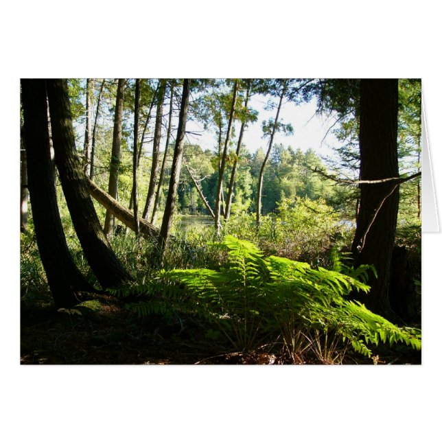 farr湖のシダ (正面横)