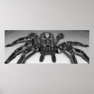 Fasciataフォトプリントby Randomwhat ポスター