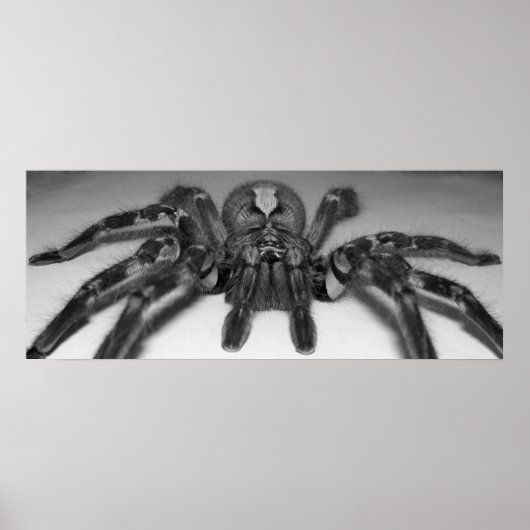 Fasciataフォトプリントby Randomwhat ポスター (正面)