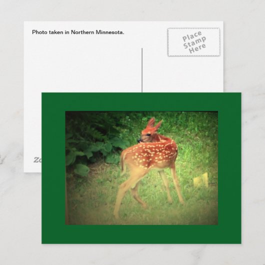 Fawnはがき ポストカード (正面/裏面)