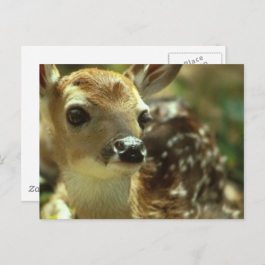 Fawnはがき ポストカード (正面/裏面)