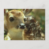 Fawnはがき ポストカード (正面)