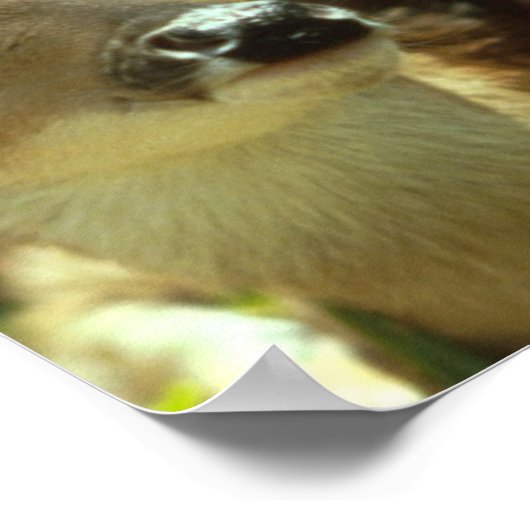 Fawnポスター ポスター (角)