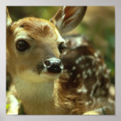 Fawnポスター ポスター (正面)