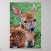 Fawn ポスター (正面)