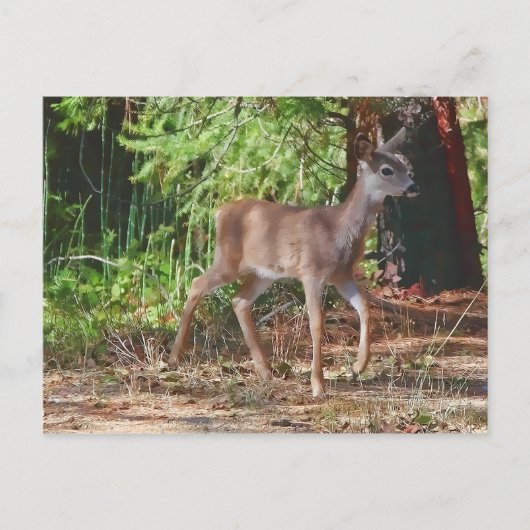 FAWN #1 ポストカード (正面)